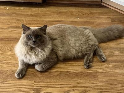 Celestial - Ragdoll - Gallery Photo #1