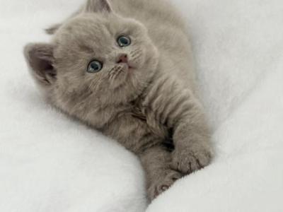 Harley Lilac Girl - British Shorthair - Gallery Photo #1