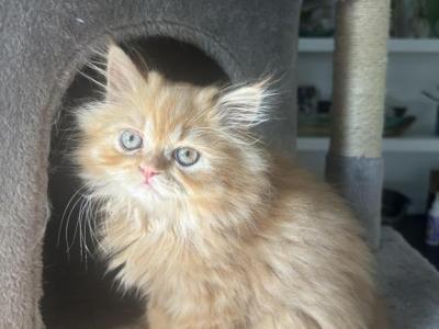 Orange Tabby Taco - Persian - Gallery Photo #1