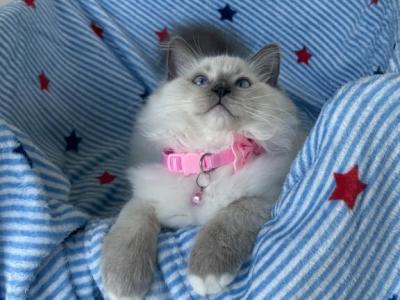 Lemon - Ragdoll - Gallery Photo #1