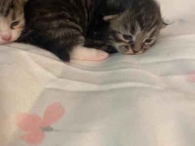 Sir Purrsputin First Picture - Siberian - Gallery Photo #1