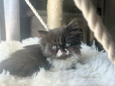 Bicolor Female - Persian - Gallery Photo #1