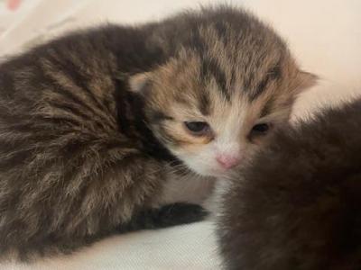 Name Furminator First Picture - Siberian - Gallery Photo #1