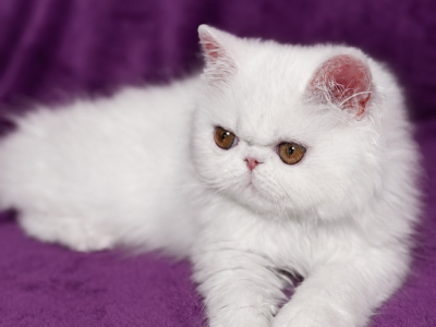 Casper - Persian - Gallery Photo #1