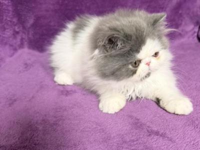 Theo - Persian - Gallery Photo #1
