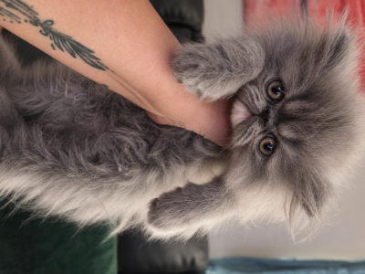 Persian Gray Male - Persian - Gallery Photo #1