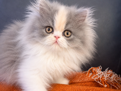 Calico Persian - Persian - Gallery Photo #1