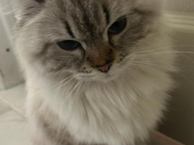 Lily - Siberian - Gallery Photo #1