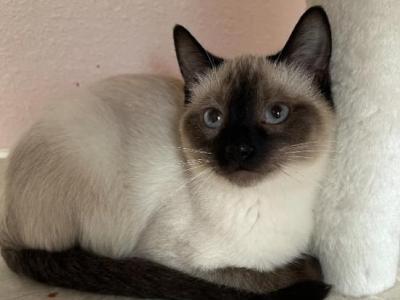 Siamese - Siamese - Gallery Photo #1