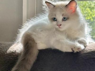 Bi Color Ragdoll - Ragdoll - Gallery Photo #1