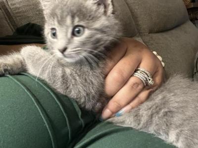 Beautiful Kittens - American Shorthair - Gallery Photo #1