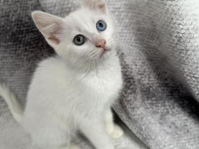 Blue & Green Eyed White Male Kitten - Khao Manee - Gallery Photo #1