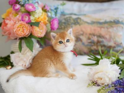 Gloria - British Shorthair - Gallery Photo #1