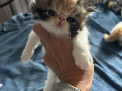 Calico Persian Female Kitten - Persian - Gallery Photo #1