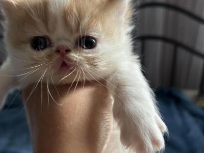 Orange Persian Kitten Cream - Persian - Gallery Photo #1
