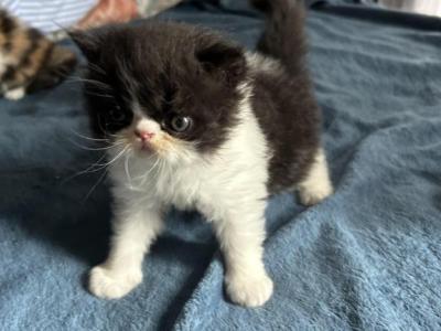 Male Persian Kitten Black And White - Persian - Gallery Photo #1
