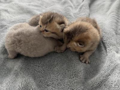 You Choose - Scottish Fold - Gallery Photo #1