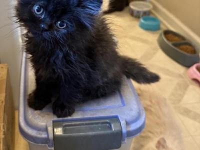 Black - Persian - Gallery Photo #1