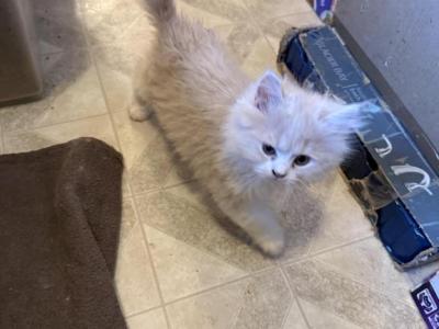 Cream White - Persian - Gallery Photo #1