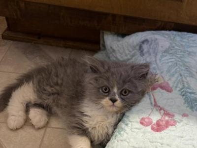 Blue White - Persian - Gallery Photo #1