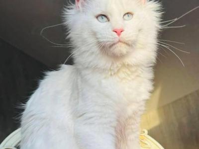 Lucy - Maine Coon - Gallery Photo #1