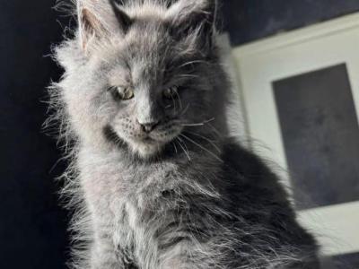 Max - Maine Coon - Gallery Photo #1
