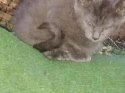 Ready To Have Your Own Very Own Maine Coon Hybrid - Maine Coon - Gallery Photo #1