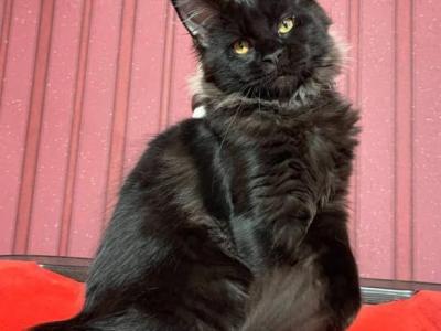 Kiki - Maine Coon - Gallery Photo #1