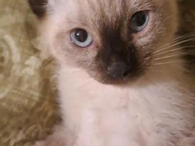 Male And Female Siamese Kittens - Siamese - Gallery Photo #1