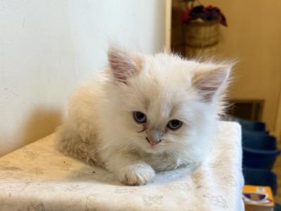 Flame Point - Persian - Gallery Photo #1