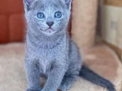 Kitty Russian Blue Male - Russian Blue - Gallery Photo #1
