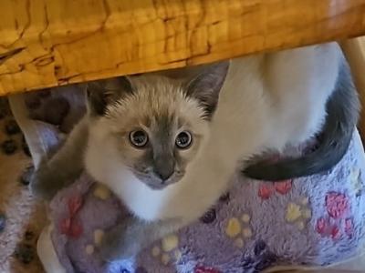 Summer Kittens - Ragdoll - Gallery Photo #1
