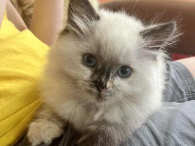 Tora - Ragdoll - Gallery Photo #1
