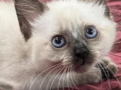 Orange Boy - Siamese - Gallery Photo #1