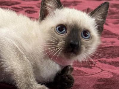 Pink Girl - Siamese - Gallery Photo #1