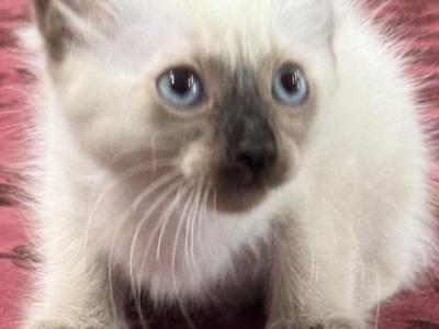 Grey Girl - Siamese - Gallery Photo #1