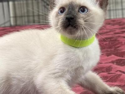 Green Girl - Siamese - Gallery Photo #1