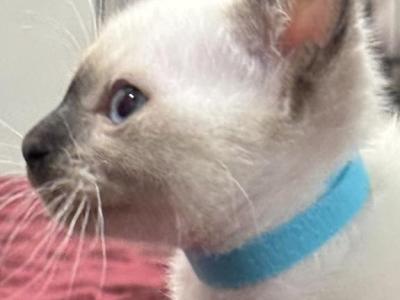 Blue Boy - Siamese - Gallery Photo #1