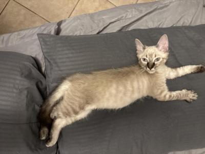 Gray And Patches - Domestic - Gallery Photo #1