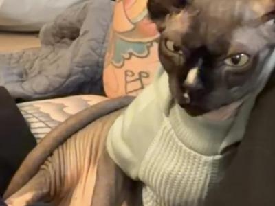 Salem And Vader - Sphynx - Gallery Photo #1