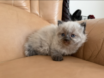 Dasy - Himalayan - Gallery Photo #1