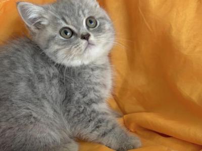 Moonlight - British Shorthair - Gallery Photo #1