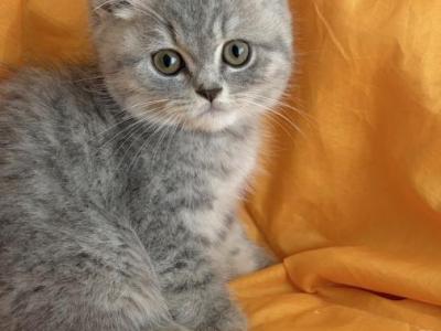 Moonlight - British Shorthair - Gallery Photo #1