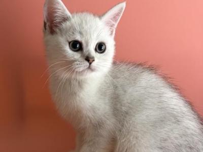 Snow Ball - British Shorthair - Gallery Photo #1