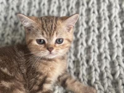 Monroe - British Shorthair - Gallery Photo #1