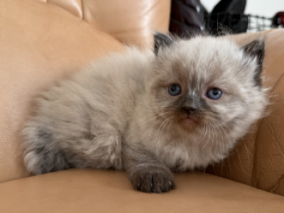Rose - Himalayan - Gallery Photo #1