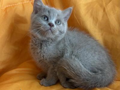 Marilyn - British Shorthair - Gallery Photo #1