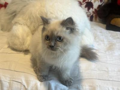 Vasly - Himalayan - Gallery Photo #1