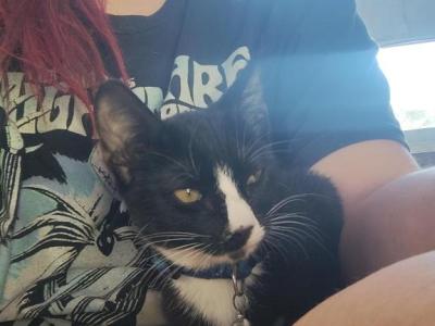 Scarlett - Domestic - Gallery Photo #1