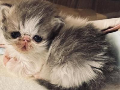 Lizzy Boo Boo - Persian - Gallery Photo #1